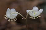 Pipsissewa <BR>Spotted wintergreen